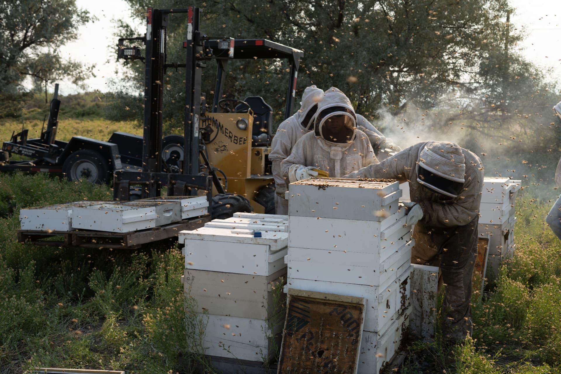 Beekeepers working an open hive with smoke as bees fly around the yard