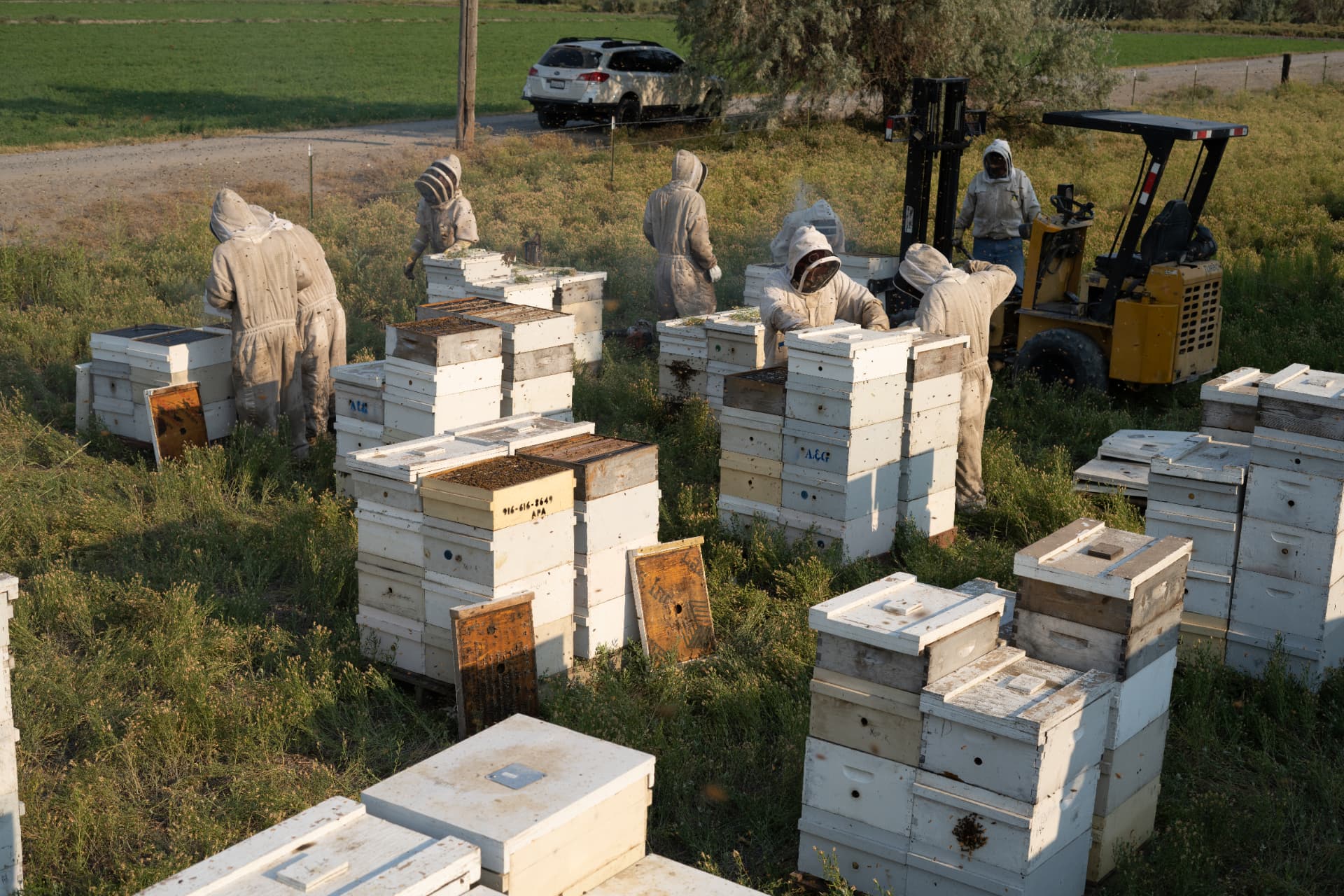 Crew working in a bee yard with stacked hives and a forklift in the background