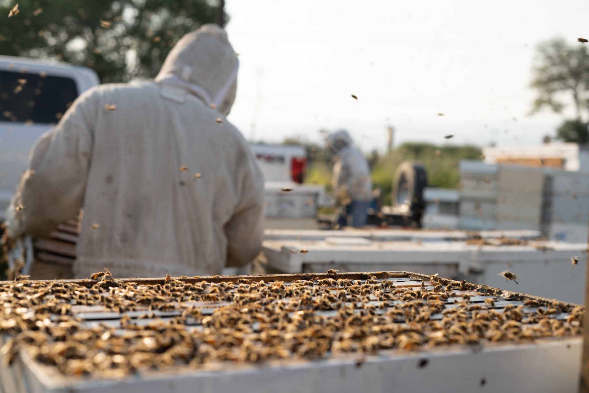 Close view of a strong colony covering the top bars of a hive box