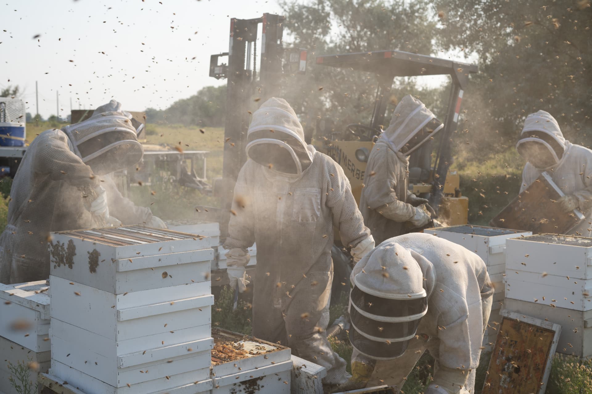 Five beekeepers working hives together in a smoke filled bee yard