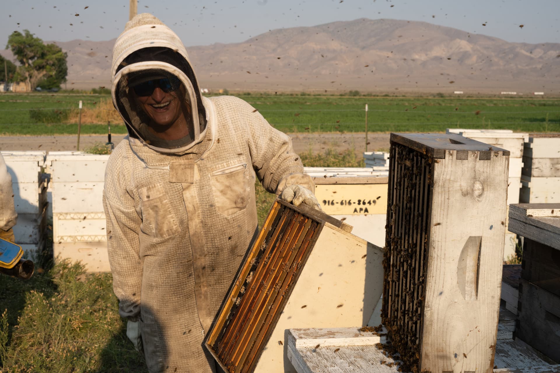 Beekeeper holding a frame of bees in front of a Central Valley field