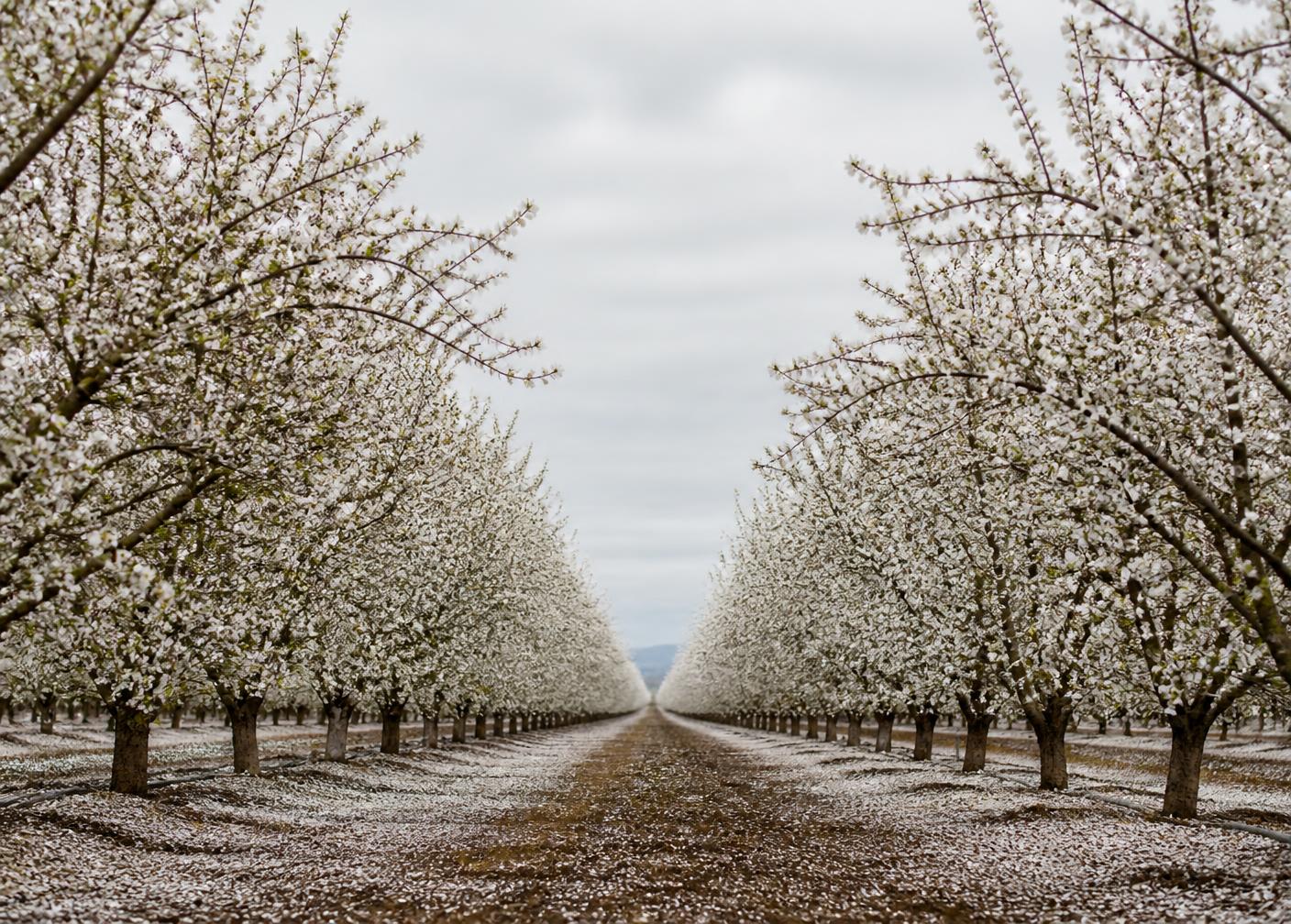 Rows of almond trees in full white bloom in a Northern California orchard