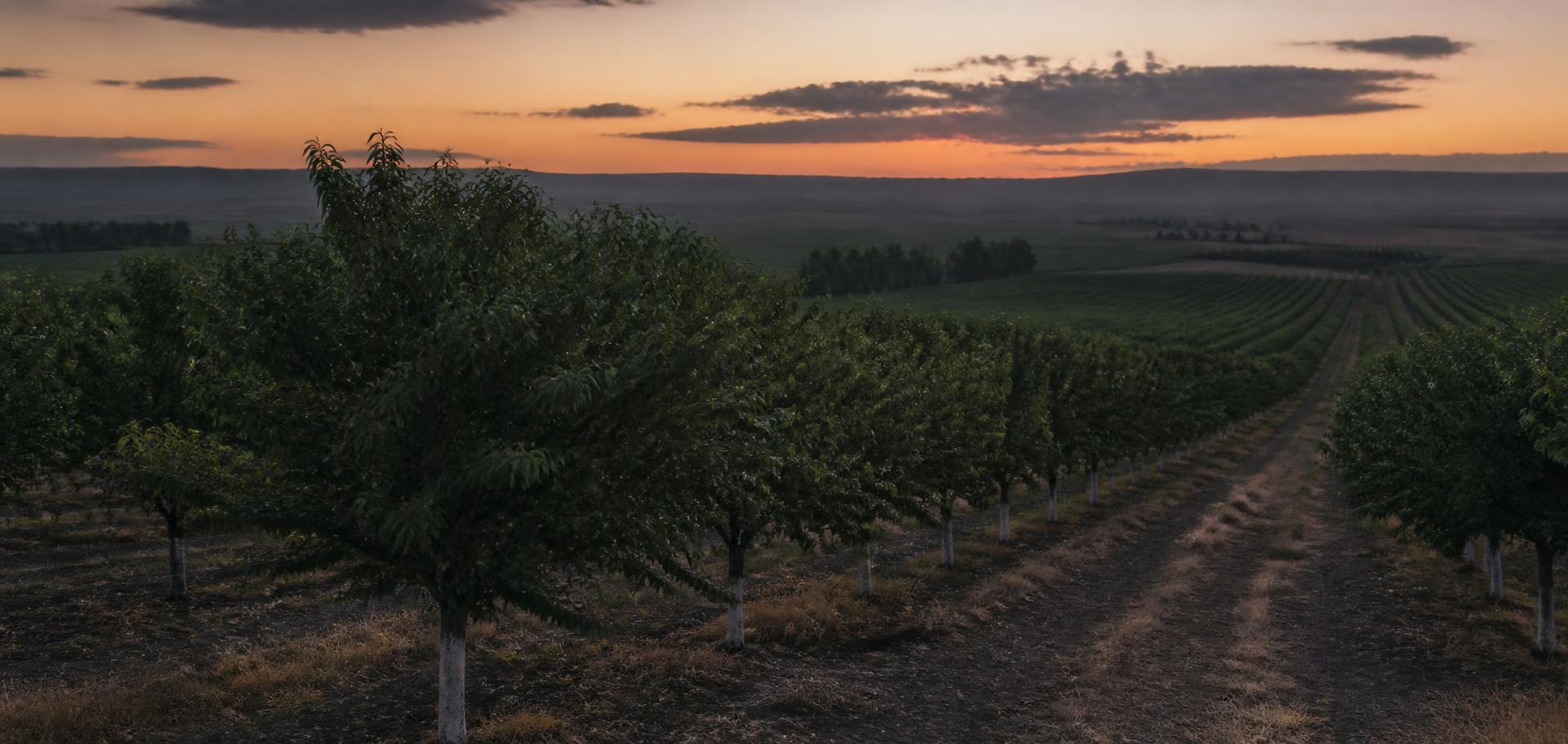 Almond orchard at golden hour with beehives along the row ends
